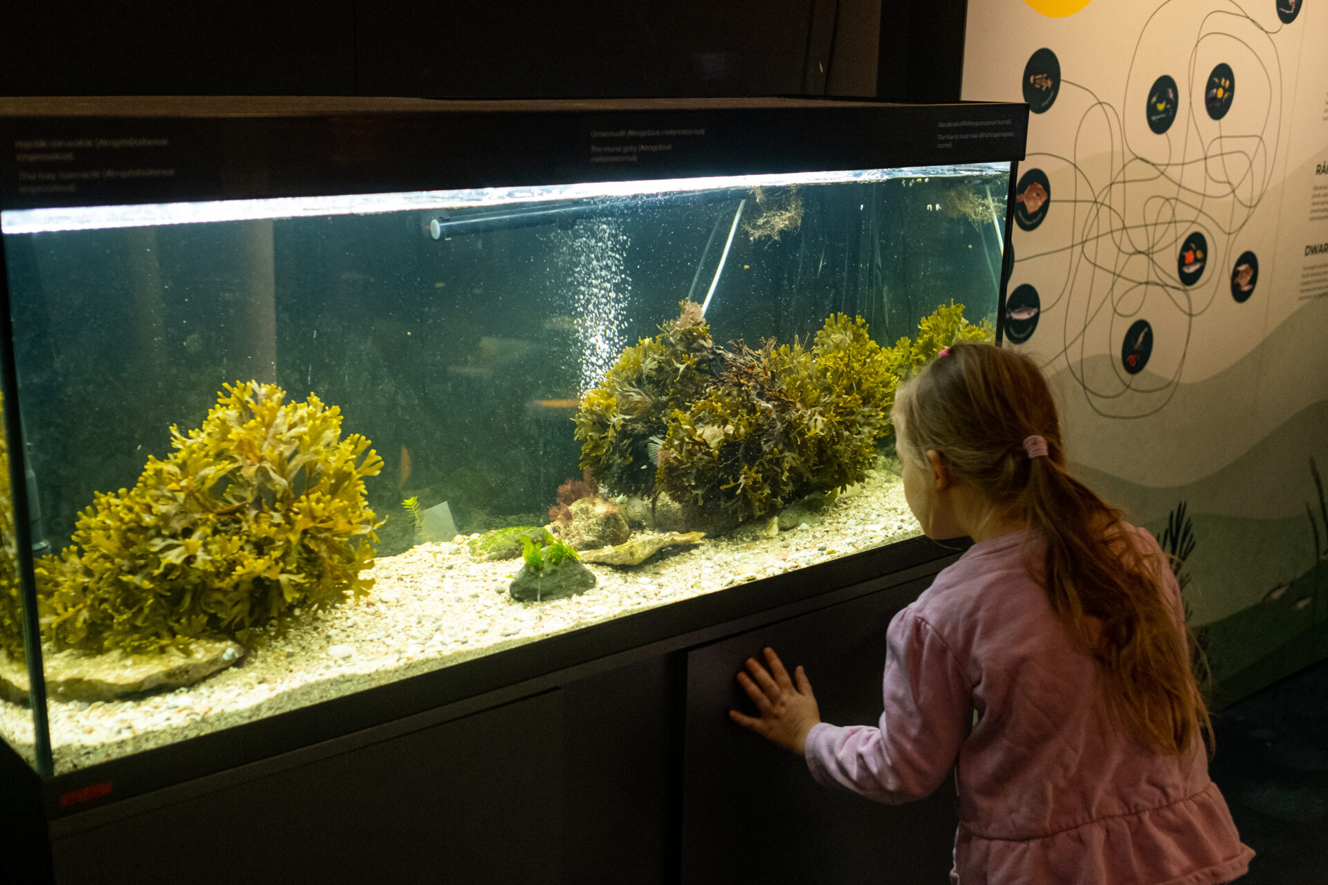 Eesti meremuuseum kutsub lapsi linnalaagrisse