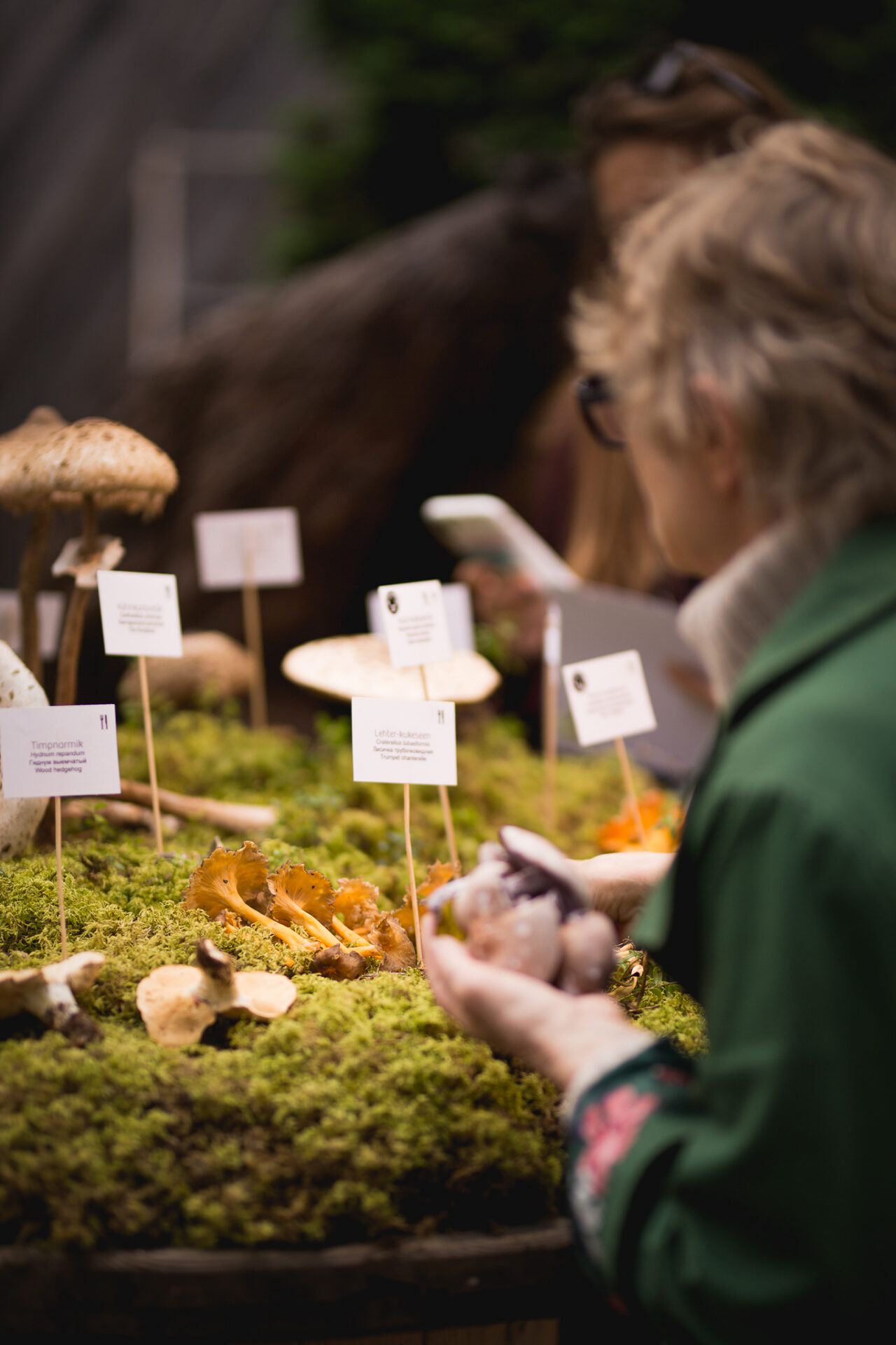 Kirju seenesügis on end sisse seadnud Eesti Loodusmuuseumi hoovi