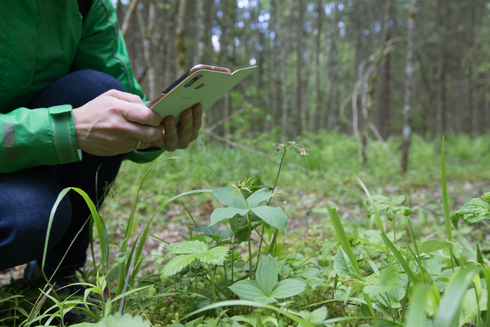 Loodusvaatluste sisestamist hõlbustab uus nutirakendus PlutoF Go