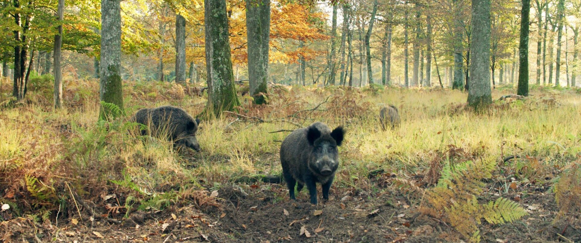 Kino Sõprus kutsub kooliseanssidele!