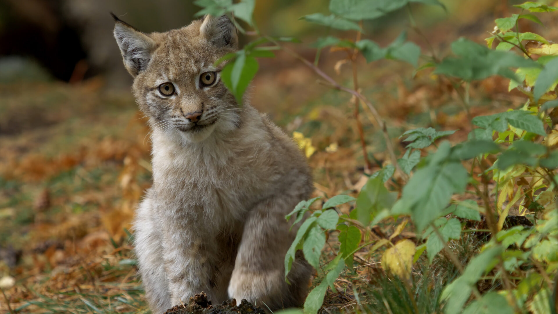 Oktoobris jõuab kinodesse mänguline loodusfilm „Lincessa. Metsa saladused“